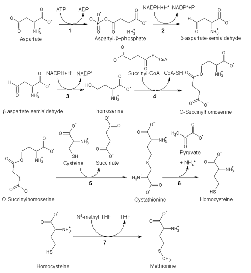 Met biosynthesis