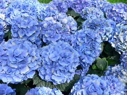 Hydrangea macrophylla - Hortensia hydrangea