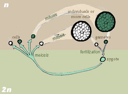 Zygotic meiosis