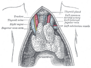 The thymus of a full-time fetus, exposed in situ.