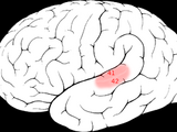 Auditory cortex