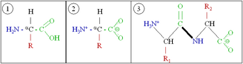 Amino acids 1