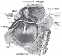 File:Mandibular nerve.jpg - Wikipedia