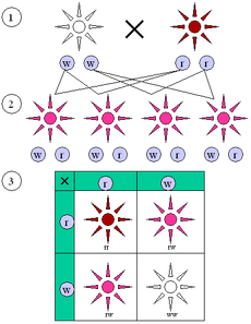 Mendelian inheritance 1 2 1