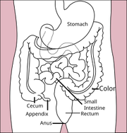 Stomach colon rectum diagram