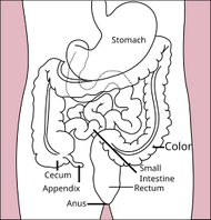 Stomach colon rectum diagram.svg