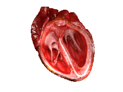 375px-CG Heart