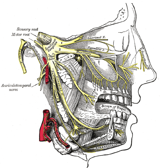 Infratemporal fossa:Mandibular n. & branches, RANZCRPart1 Wiki