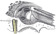 Gray 111 - Vertebral column