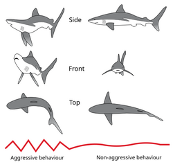 Download Shark Threat Display Psychology Wiki Fandom