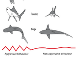 Shark threat display