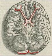 1543,Vesalius'Fabrica,VisualSystem,V1