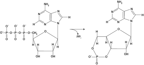 Adenylate kinase