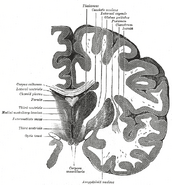 Coronal section of brain through intermediate mass of third ventricle.