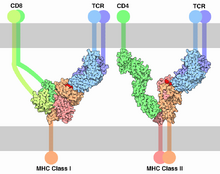 TCR-MHC bindings