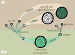 Sporic meiosis