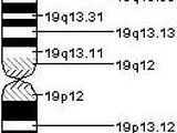 Chromosome 19 (human)