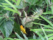 A bird building a basket nest