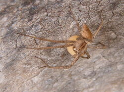 Spider egg sac