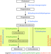 Corticosteroid-biosynthetic-pathway-rat