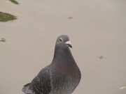 20020719041630 - Pigeon