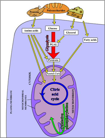 Metabolism1