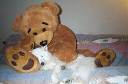 Samoyed-and-teddy-bear