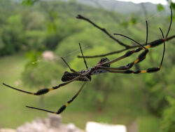 Spider Chiapas Mexico