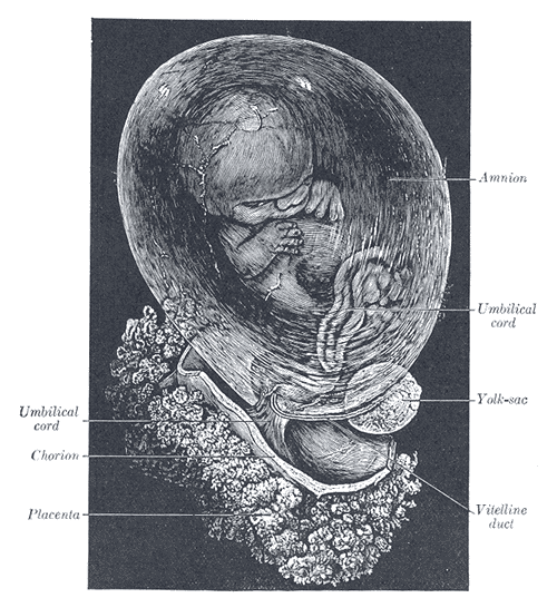 Umbilical vein - Wikipedia