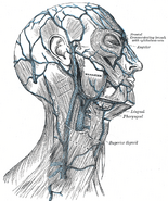 Veins of the head and neck.