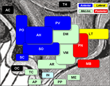 HypothalamicNuclei