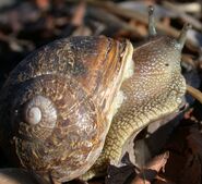 Cornu aspersa, the Garden snail, photographed in US