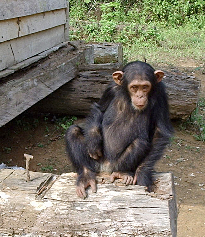 Foto de Sessão Jovem Chimpanzé Simia Troglodytes Na Frente De Um