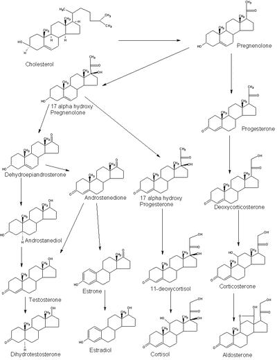 Steroidogenesis