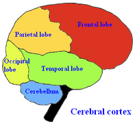 Brainlobes