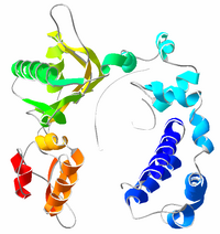 DNA polymerase