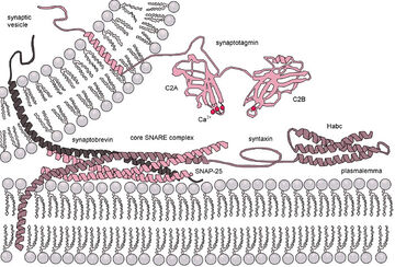 Exocytosis-machinery