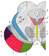 Transverse section through mid-brain.