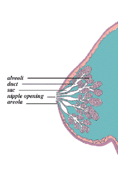 Breast, Psychology Wiki