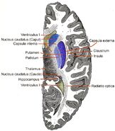 Horizontal section of right cerebral hemisphere.