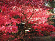 Autumn.westonbirt