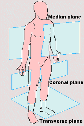 anatomical position and planes