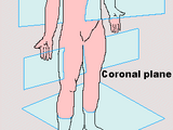Anatomical position