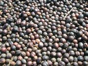 Coffee berries dried