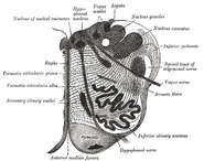 Section of the medulla oblongata at about the middle of the olive.