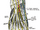 Medial dorsal cutaneous nerve