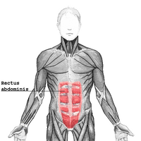 Rectus abdominis