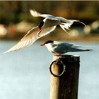 Arctic terns