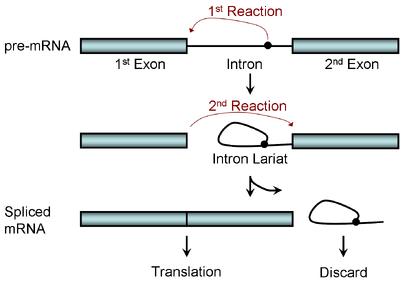 Two-step Splicing Reaction