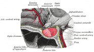 The hypophysis cerebri in position. Shown in sagittal section.